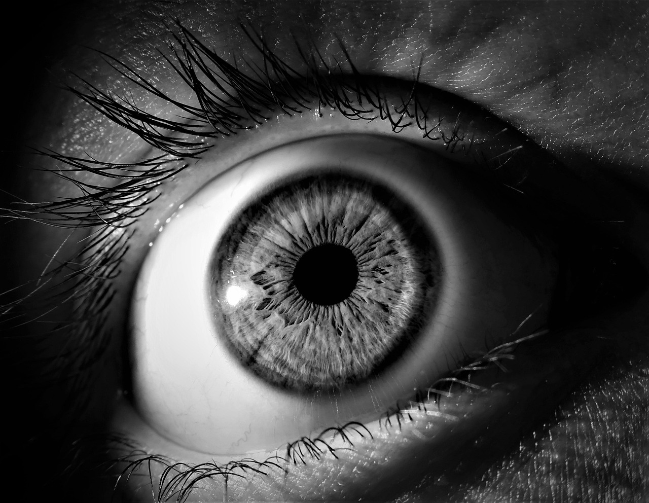 eye, iris, pupil, vision, eyeball, eyelashes, view, see, black, white, eye, eye, eye, eye, eye